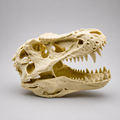 T-Rex skull replica 3D printed — plain background