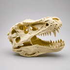 T-Rex skull replica 3D printed — plain background
