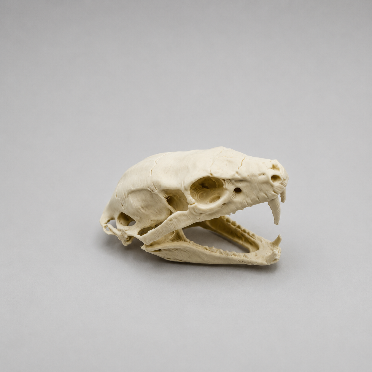 Cobra Skull Replica — Snake Skull Decoration
