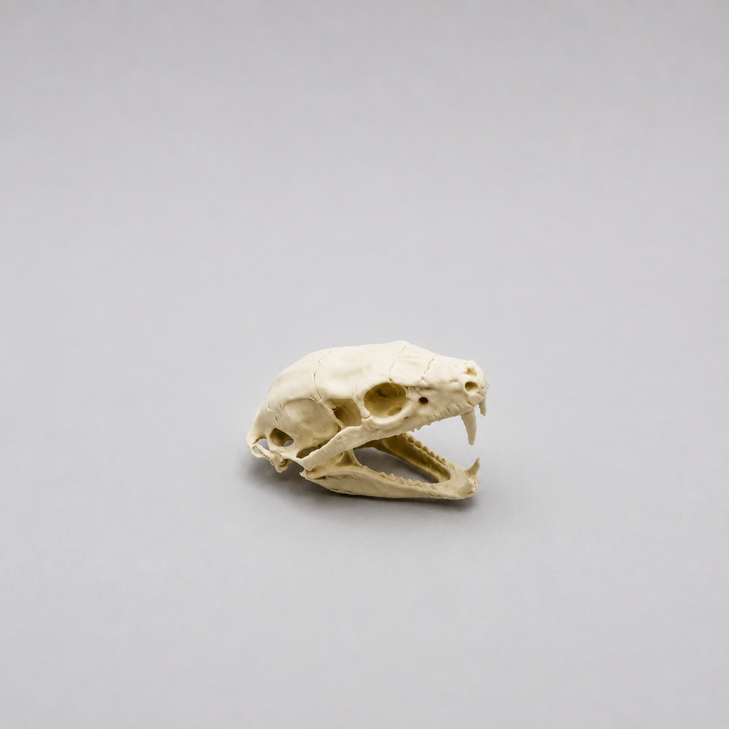 Cobra Skull Replica — Snake Skull Decoration