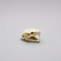 Cobra Skull Replica — Snake Skull Decoration