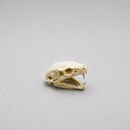 Cobra Skull Replica — Snake Skull Decoration