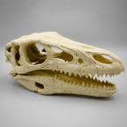 Velociraptor skull replica lifestyle shot